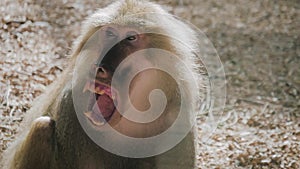 Hamadryas baboon intimidating other male with his big mouth wide open. Monkey open mouth.