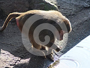 Hamadryas baboon male