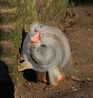 Hamadryas baboon male by stone wall