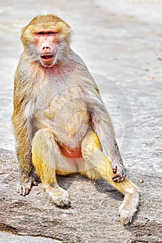 Hamadryas Baboon monkey.