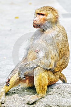 Hamadryas Baboon monkey.