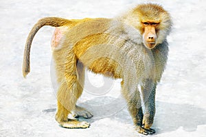 Hamadryas Baboon monkey.
