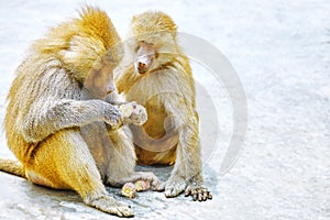Hamadryas Baboon monkey.