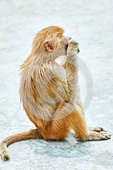 Hamadryas Baboon monkey.
