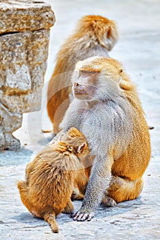 Hamadryas Baboon monkey.