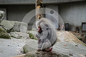 Hamadryas baboon monkey