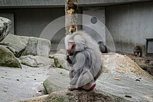 Hamadryas baboon monkey