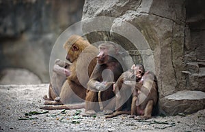 Hamadryas baboon monkeys
