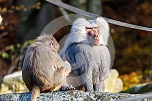 Hamadryas Baboon Papio hamadryas