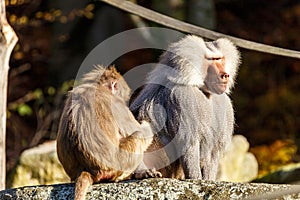 Hamadryas Baboon Papio hamadryas