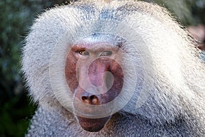 Hamadryas Baboon Papio hamadryas