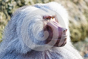 Hamadryas Baboon Papio hamadryas