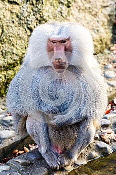 Hamadryas Baboon Papio hamadryas