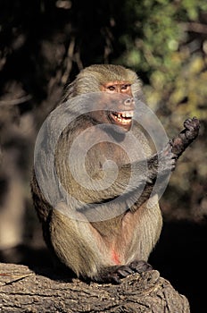 Hamadryas Baboon, papio hamadryas, Female scratching Paw