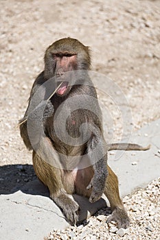 Hamadryas Baboon Papio hamadryas pavian eating stick close up portrait