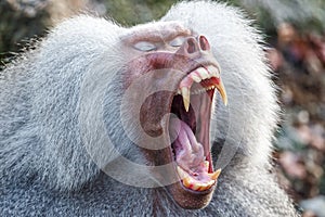 Hamadryas Baboon (Papio hamadryas)