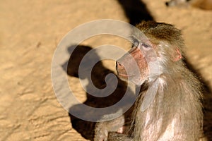 Hamadryas Baboon Pavian