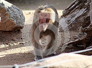 Hamadryas Baboon at the Phoenix Zoo in Phoenix, Arizona, United States