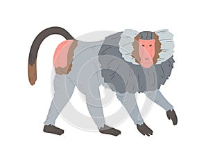 Hamadryas baboon standing on four legs. Silvery gray monkey with hairy cape on neck, bare feet and red-colored skin on