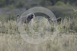 Hamadryas baboon walking in the Nairobi national park