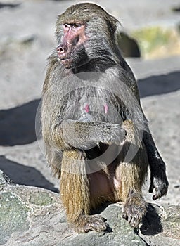 Hamadryas baboon 5