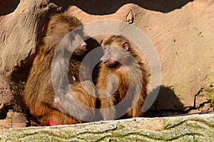 Hamadryas baboons