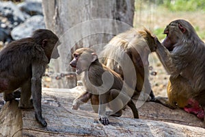 Hamadryas Baboons grooming involved