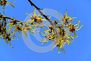 Hamamelis 01