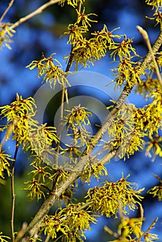 Hamamelis 04 photo