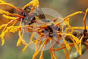 Hamamelis x Intermedia `Aphrodite` Witch Hazel