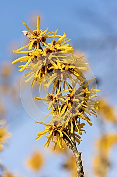 Hamamelis x Intermedia \'Brevipetala\' (Witch Hazel