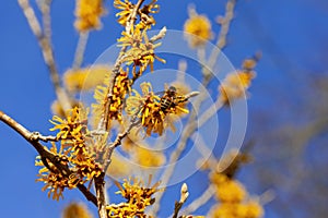 Hamamelis x Intermedia `Brevipetala` Witch Hazel with bee