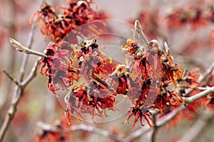 Hamamelis x Intermedia `Diane` Witch Hazel