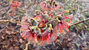 Hamamelis x Intermedia `Diane` Witch Hazel