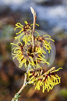 Hamamelis x Intermedia `Primavera` Witch Hazel