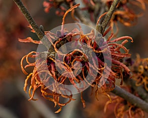 Hamamelis x intermedia Robert