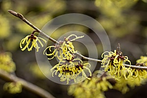 Hamamelis x intermedia Savil Starlight