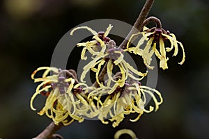 Hamamelis x intermedia Savil Starlight