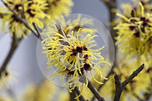 Hamamelis intermedia yellow winter spring flowering plant, group of amazing witch hazel Arnold promise flowers in bloom