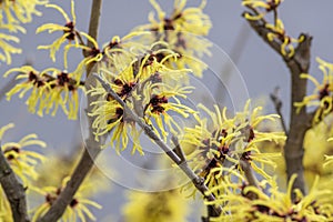 Hamamelis intermedia yellow winter spring flowering plant, group of amazing witch hazel Arnold promise flowers in bloom