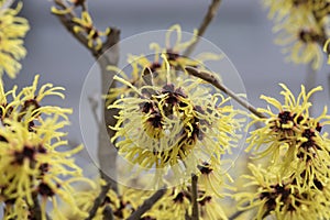 Hamamelis intermedia yellow winter spring flowering plant, group of amazing witch hazel Arnold promise flowers in bloom