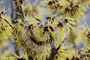 Hamamelis intermedia yellow winter spring flowering plant, group of amazing witch hazel Arnold promise flowers in bloom