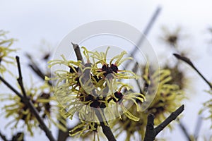 Hamamelis intermedia yellow winter spring flowering plant, group of amazing witch hazel Arnold promise flowers in bloom