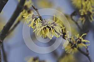 Hamamelis intermedia yellow winter spring flowering plant, group of amazing witch hazel Arnold promise flowers in bloom