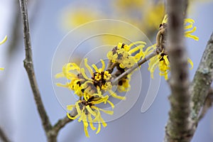 Hamamelis intermedia yellow winter spring flowering plant, group of amazing witch hazel Arnold promise flowers in bloom