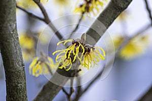 Hamamelis intermedia yellow winter spring flowering plant, group of amazing witch hazel Arnold promise flowers in bloom