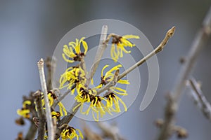 Hamamelis intermedia yellow winter spring flowering plant, group of amazing witch hazel Arnold promise flowers in bloom