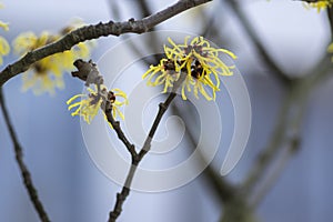 Hamamelis intermedia yellow winter spring flowering plant, group of amazing witch hazel Arnold promise flowers in bloom