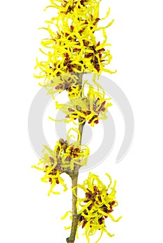 Hamamelis isolated
