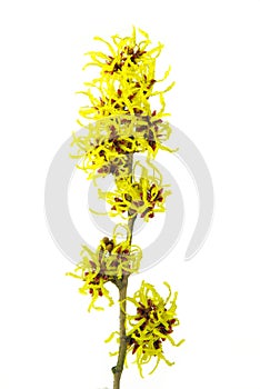 Hamamelis isolated